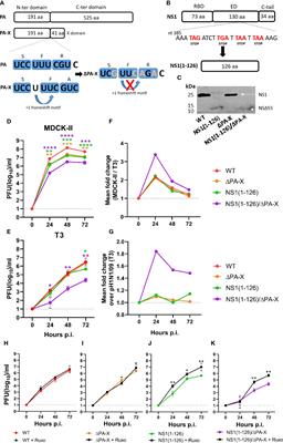 NS1 and PA-X of H1N1/09 influenza virus act in a concerted manner to manipulate the innate immune response of porcine respiratory epithelial cells